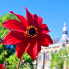 Red Dahila Summer Flowering Plant Photograph Print