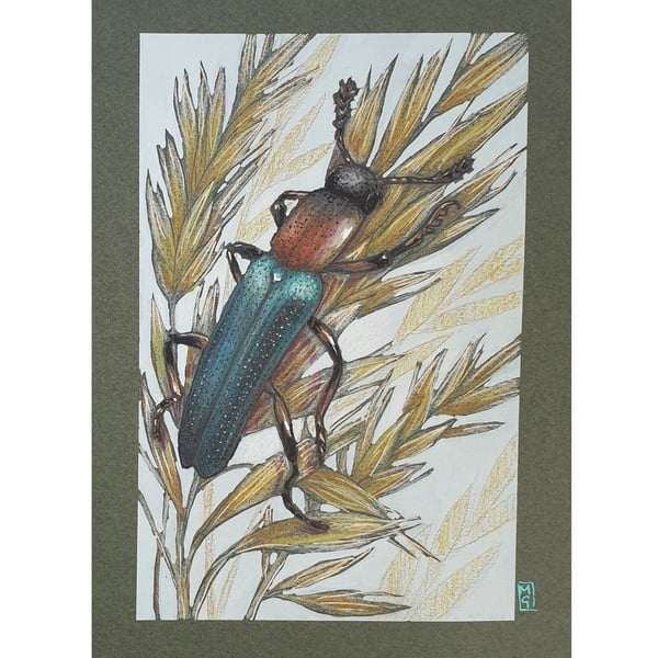 Lizard Beetle drawing, original insect artwork, insect wall art