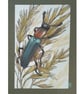 Lizard Beetle drawing, original insect artwork, insect wall art