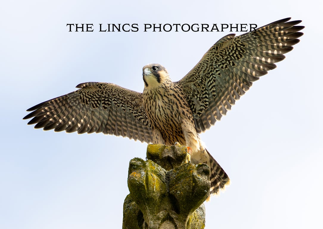 Peregrine print (Limited edition of 10)