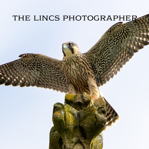 Peregrine print (Limited edition of 10)