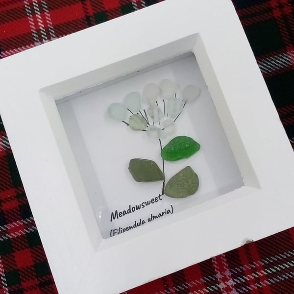 Scottish Seaglass wildflower Meadosweet framed picture