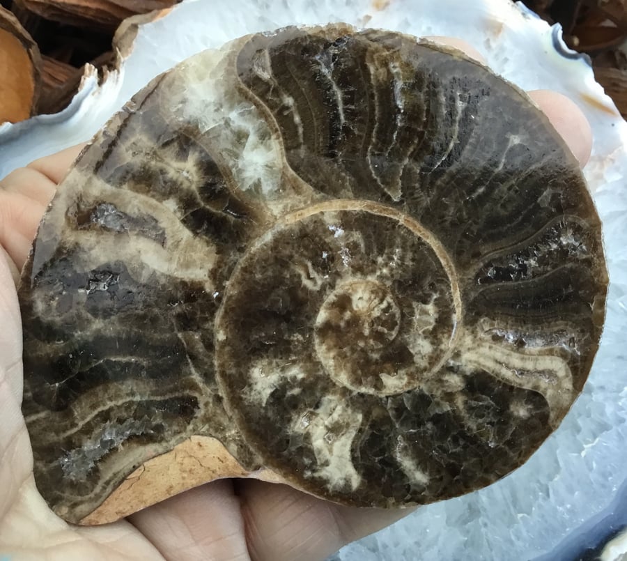 Beautiful and Substantial Half Polished Ammonite for Display or Crafting Project