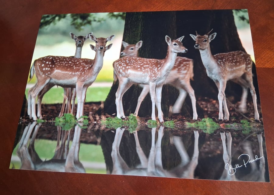 A HERD OF DEER PHOTOGRAPH 16x12