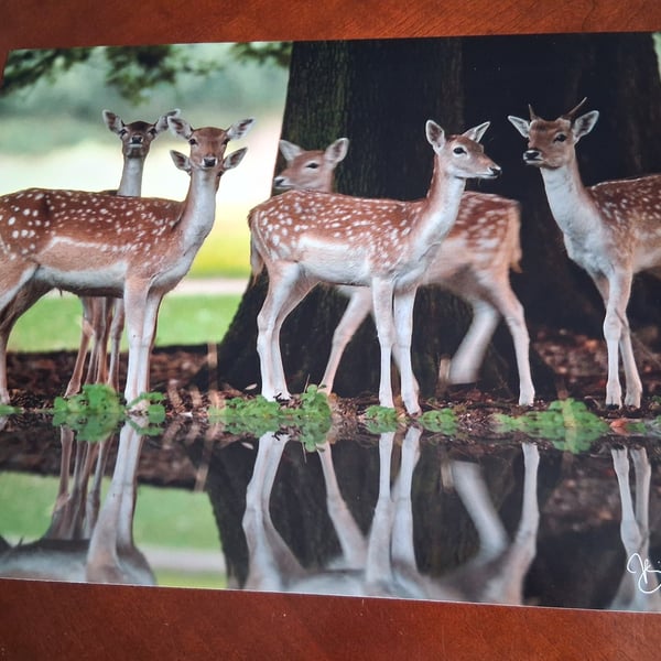 A HERD OF DEER PHOTOGRAPH 16x12