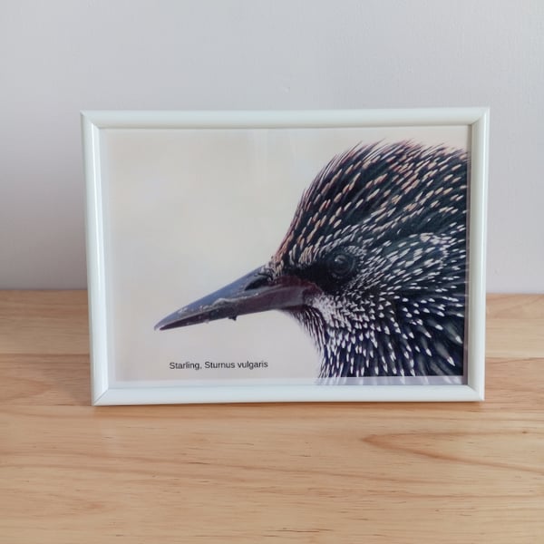 Starling close up