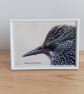Starling close up