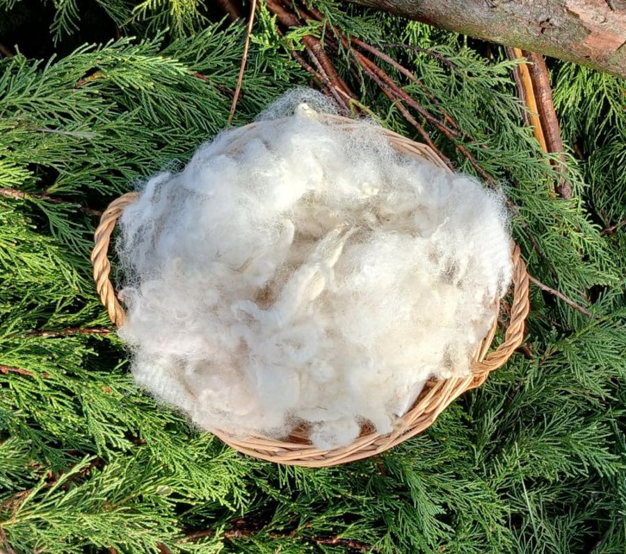 Poll Dorset Fleece 50g 