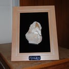 Shark tooth framed display