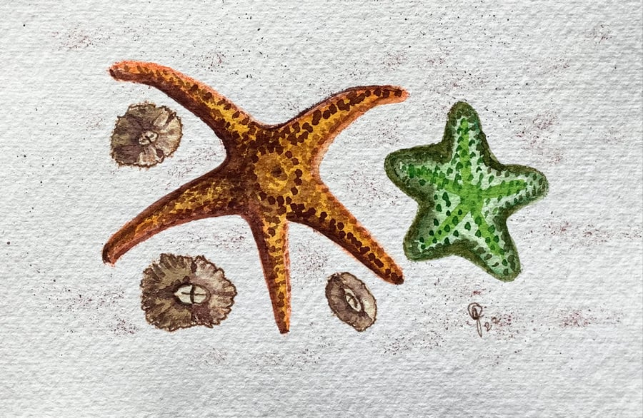 Starfish and barnacles original painting