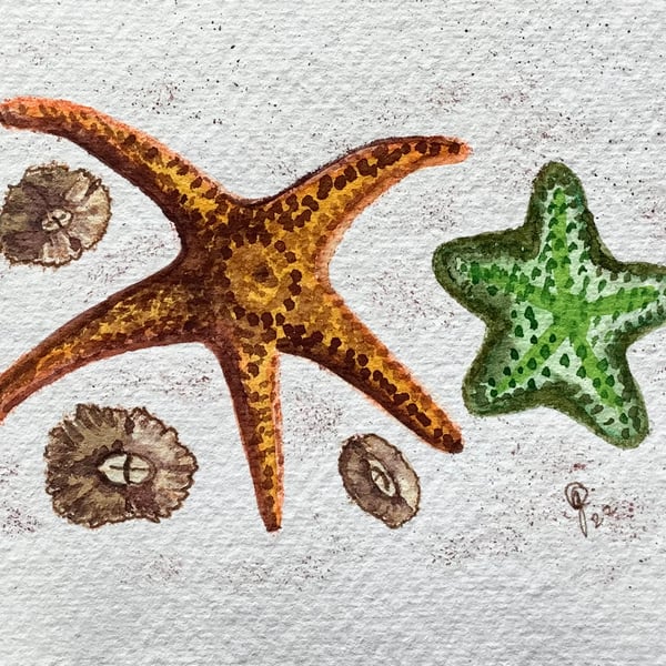 Starfish and barnacles original painting