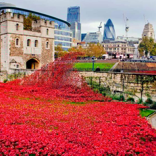 Tower Of London Poppy Red Poppies Photograph Print