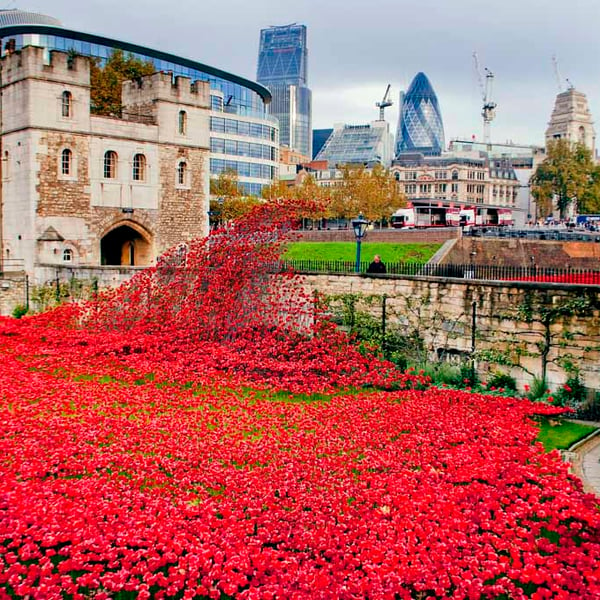 Tower Of London Poppy Red Poppies Photograph Print