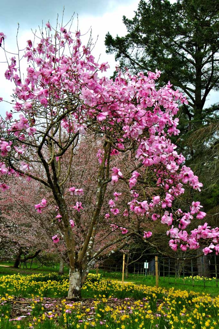 Magnolia Tree Batsford Arboretum Cotswolds UK Photograph Print