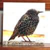 Starling Birthday Card