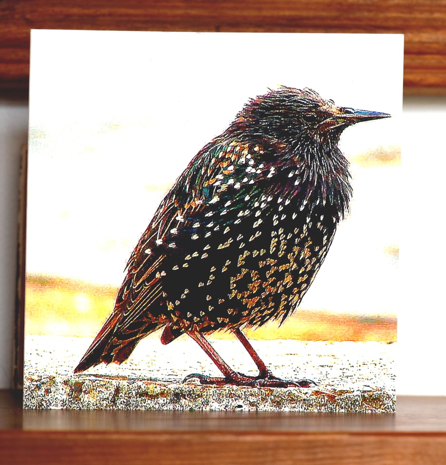 Starling, Greeting, Birthday Card