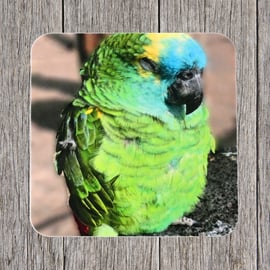 Seconds Sale. End of line product. Coasters. Sleepy Parrot in Playa Blanca.