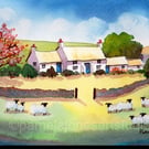Pembrokeshire Cottage, Cherry Blossom, Sheep, Watercolour In 14 x 11 '' Mount