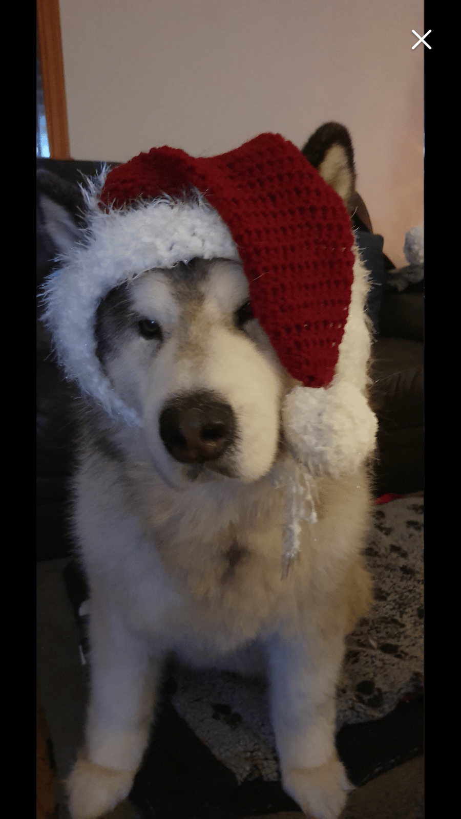 Santa Hats for Dogs - Santa Doggie - Doggie Hat - Hats -  Made to Order 