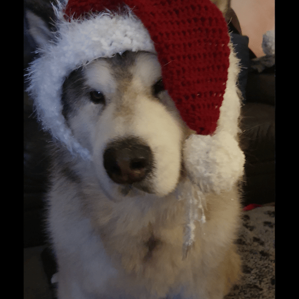 Santa Hats for Dogs - Santa Doggie - Doggie Hat - Hats -  Made to Order 