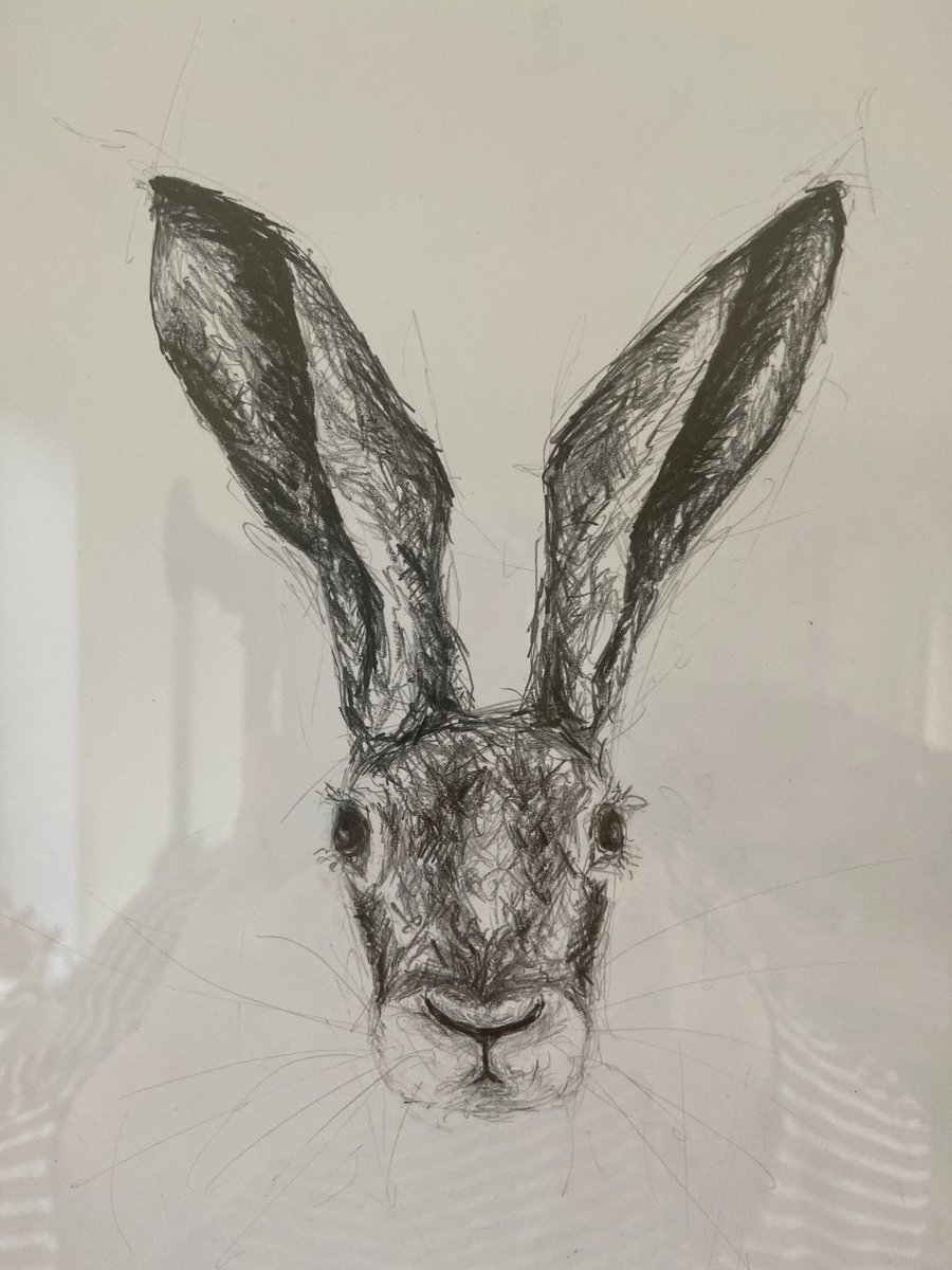 House Hare