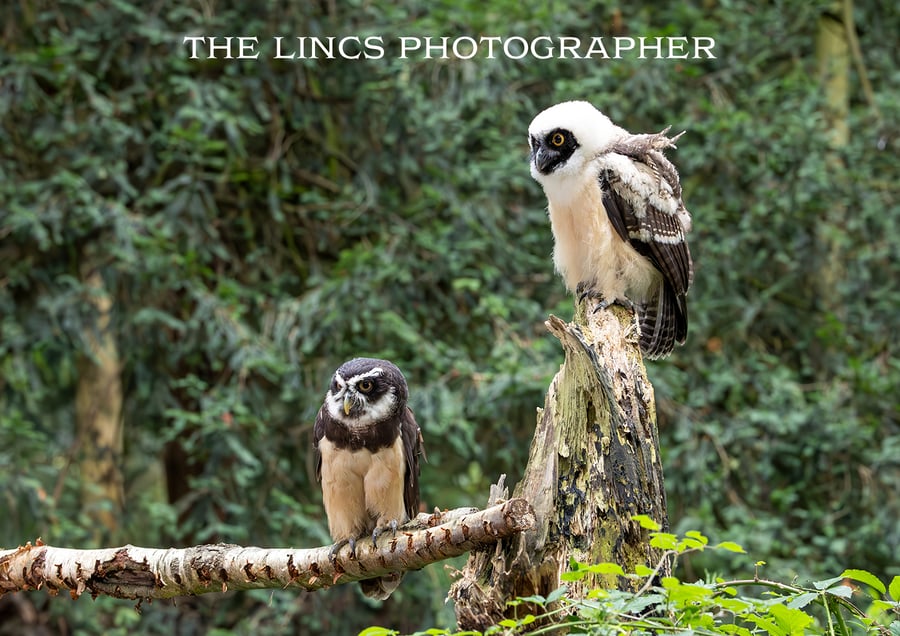 Spectacled Owl print (Limited edition of 10)
