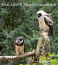 Spectacled Owl print (Limited edition of 10)