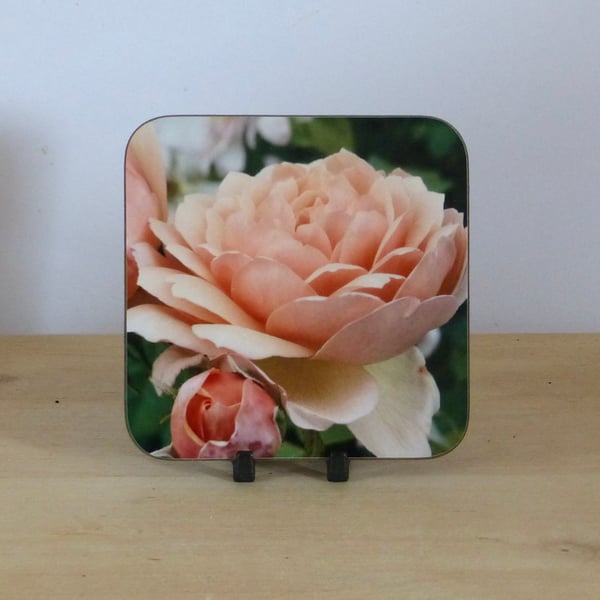 Photo Coaster - Apricot Rose