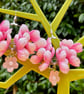 BLUSH PINK FLORAL EARRINGS silk flowers SAKURA BLOSSOM - Image 1