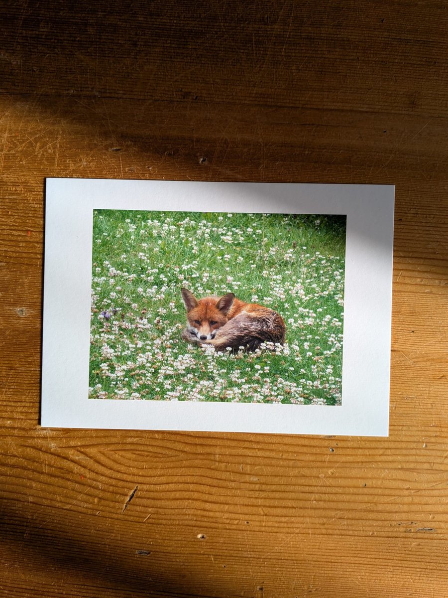 Resting Fox in a Meadow – Wildlife Photography Print, 5x7 Matte Photo
