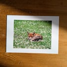 Resting Fox in a Meadow – Wildlife Photography Print, 5x7 Matte Photo