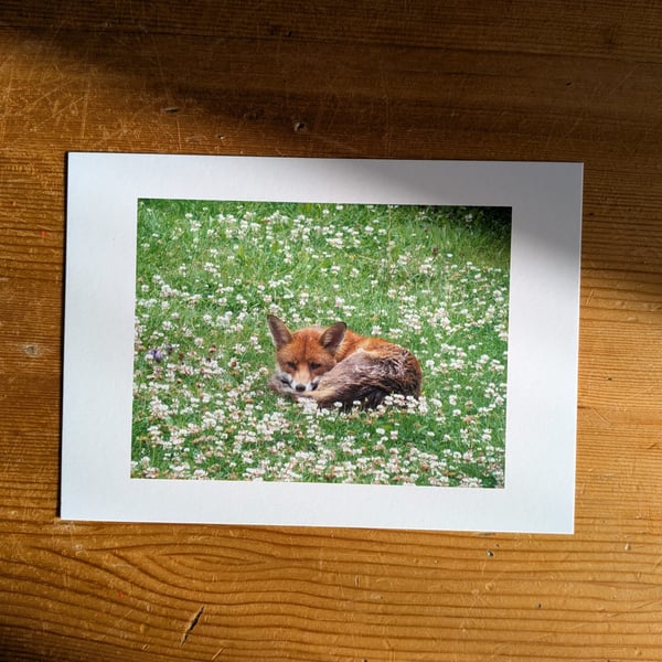 Resting Fox in a Meadow – Wildlife Photography Print, 5x7 Matte Photo