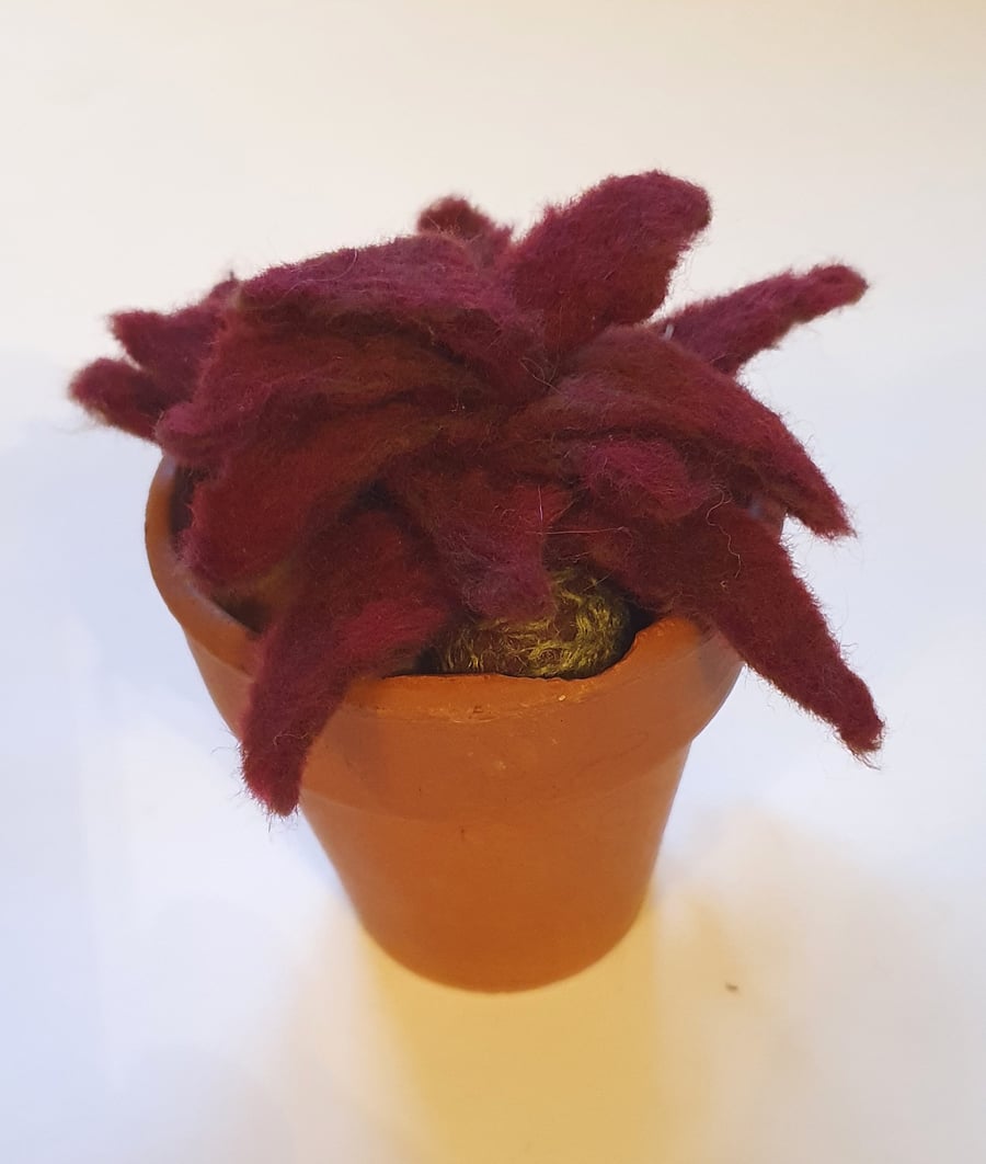 Vintage flowerpot with burgundy sempervivum