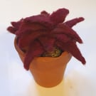 Vintage flowerpot with burgundy sempervivum