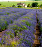 Lavender Field Summer Flowers Cotswolds England Photograph Print - Image 1