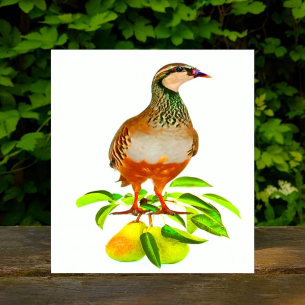 SALE - The Twelve Days of Christmas - Partridge Christmas Card