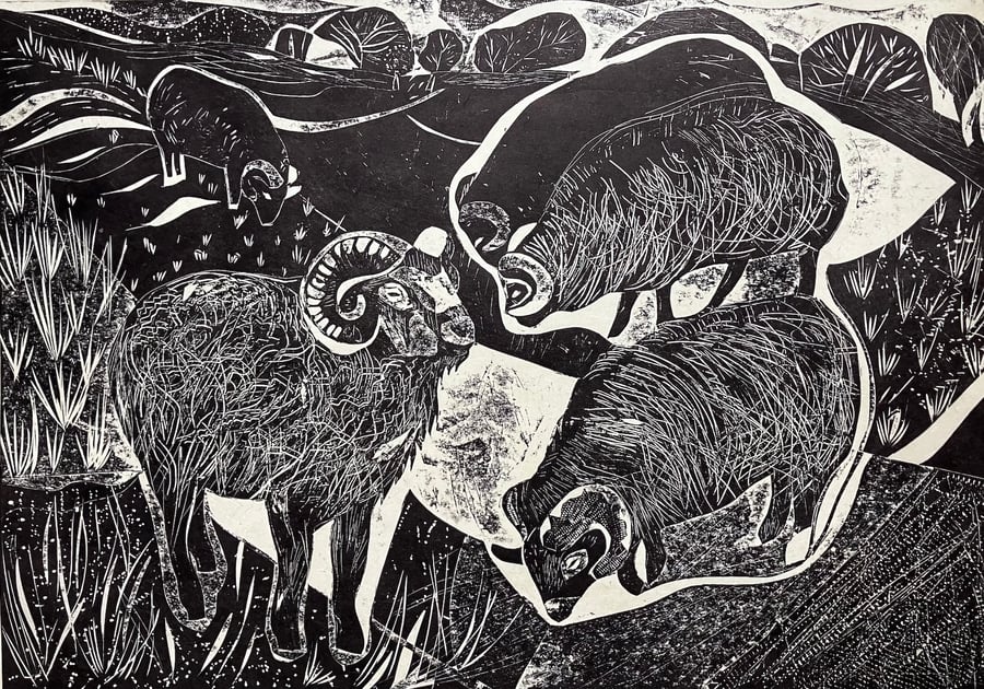 Hebredian Sheep Far Ings 