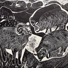 Hebredian Sheep Far Ings 