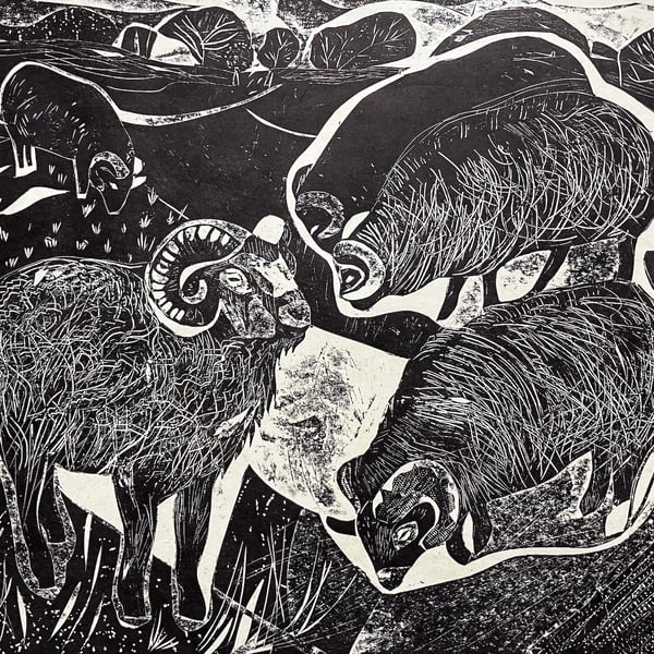 Hebredian Sheep Far Ings 