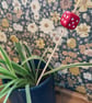 Dice Plant Stake 