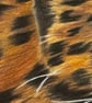 Original Amur Leopard Colour Pencil Drawing – A3 Wildlife Art - Image 6