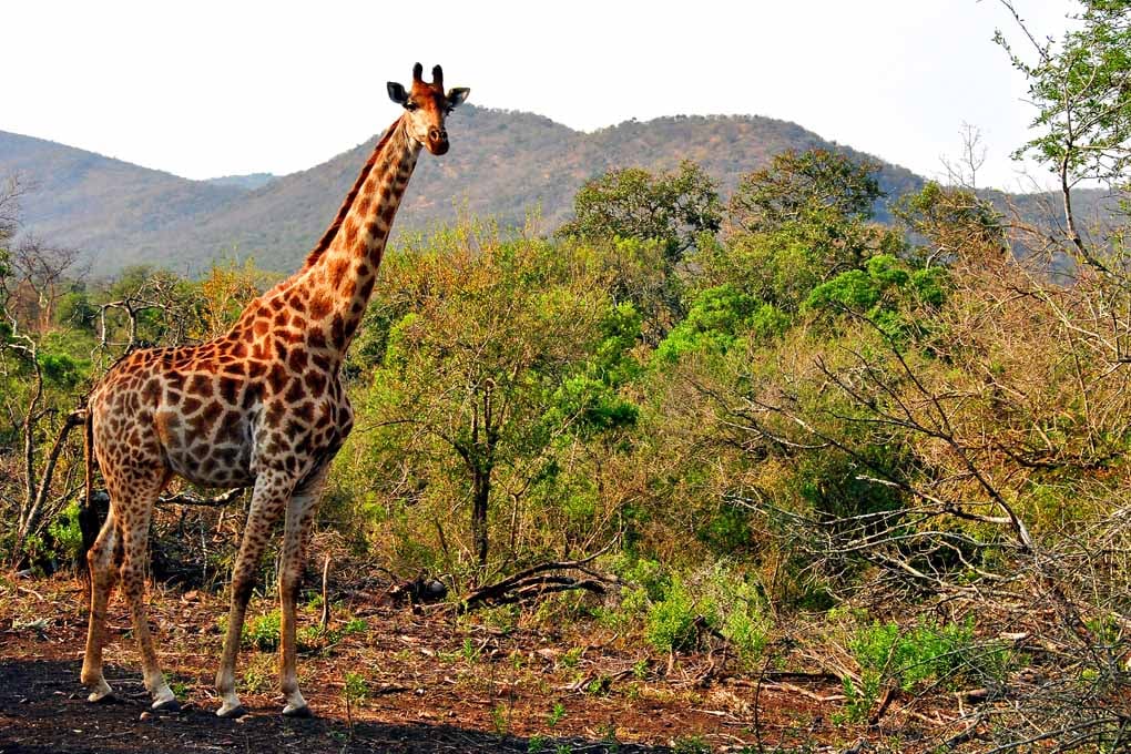 Giraffe Zulu Nyala Game Reserve South Africa Photograph Print