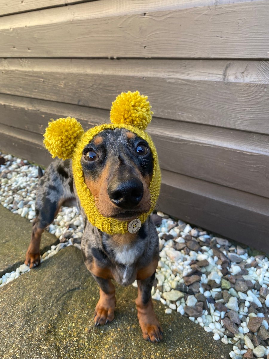 Cosy handknit bobble hat for dachshunds, dogs and puppies