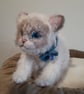 Ragdoll Kitten, dotpebblesknits Design - Image 7