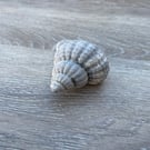Cephalopod fossil for bathroom or garden as item is frost proof 