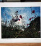Spring Blooms Archival Photo Print 8 x 10inch in 10 x 12 mount - Image 3