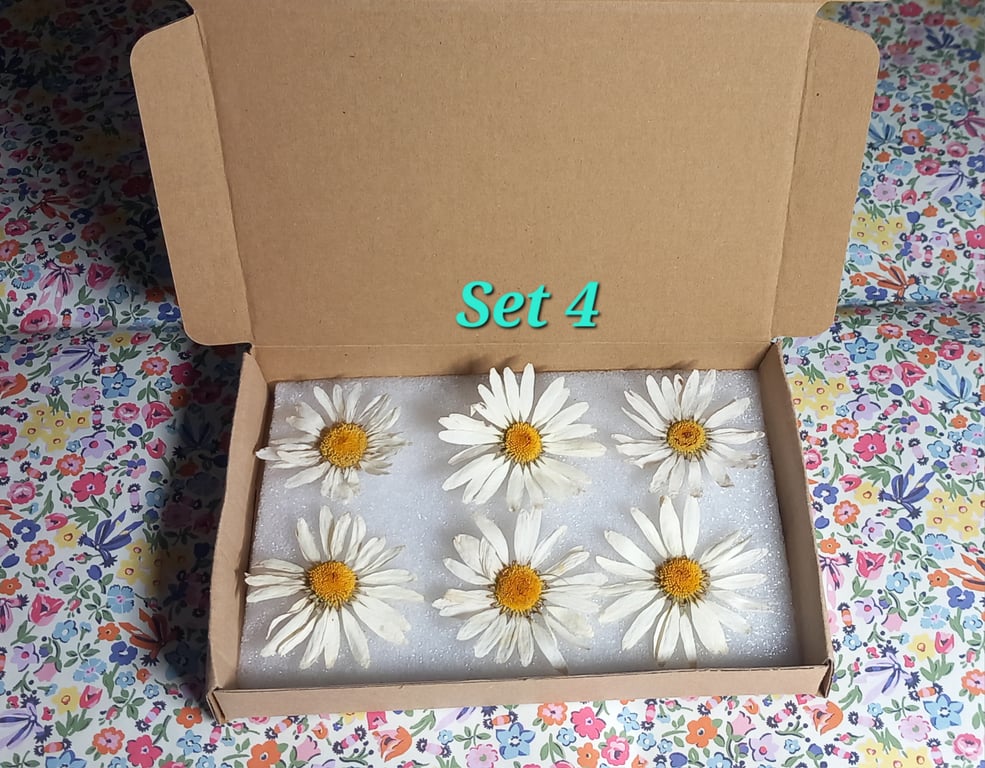 Dried wild Daisy heads for crafts,art,resin,candles,cards etc