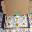 Dried wild Daisy heads for crafts,art,resin,candles,cards etc