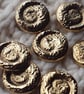 1 & 1 4" 32mm 50L Feature Buttons Antique Gold SHELL SWIRL x 2 Buttons - Image 5