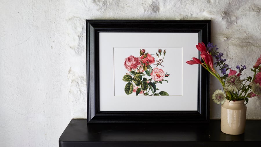Botanical Print Roses